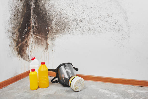 Mold Testing and Removal in Highwood, IL