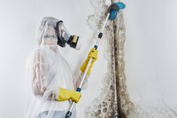 Best Toxic Mold Removal  in Highwood, IL
