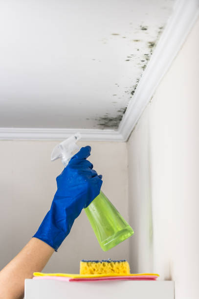 Best Black Mold Removal  in Highwood, IL
